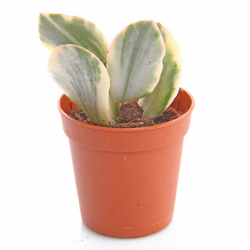 Plante grasse