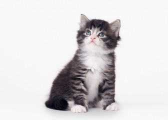 small siberian kitten on white background