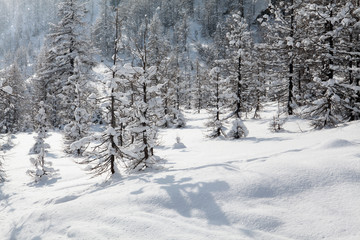 Fototapeta na wymiar modrzewie śniegiem
