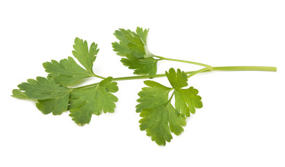 fresh herbs parsley