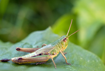 grasshopper on leaf