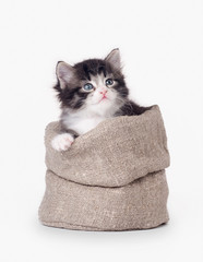 small siberian kitten in sackcloth bag on white background