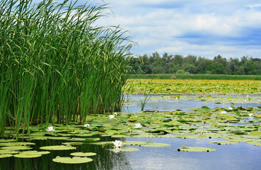 Cane and lilies on the lake - obrazy, fototapety, plakaty