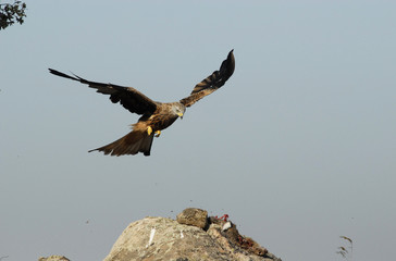 Vuelo sobre la comida