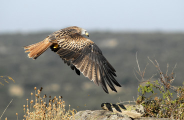 El vuelo del milano real