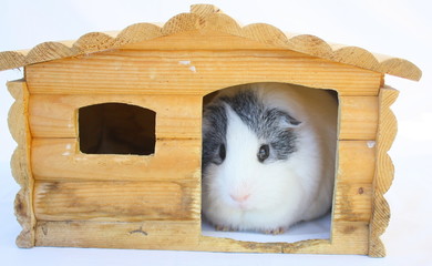 cochon dinde dans sa cabane