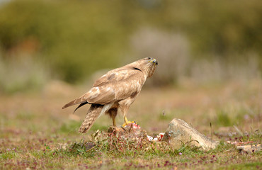 La mirada del aguila ratonero