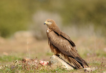 Milano comiendo sobre la piedra