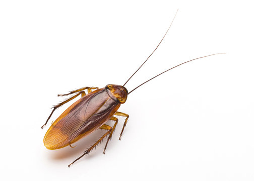 close up of cockroach isolated on a white background