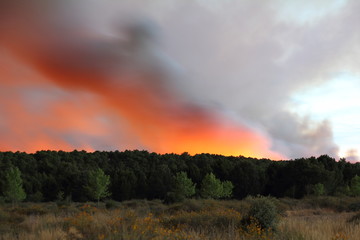 Pinar incendiado, Torneros de Jamuz, León