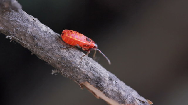 The red bug creeps on a tree branch. Close up
