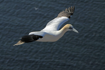 Basstölpel am Vogelfelsen auf Helgoland