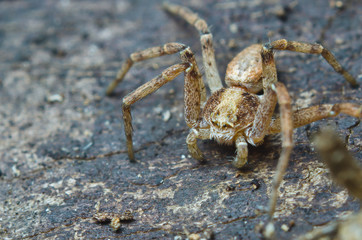 Small spider looking for food on a bark