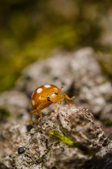 Young ladybug in the forest