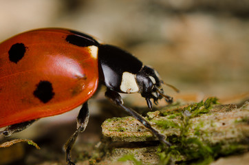 Obraz premium Ladybug walking closeup