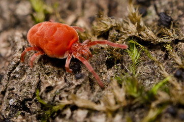 Tick on a bark in the forest
