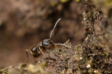 Ant looking for food macro