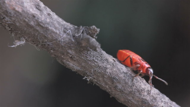 The red bug creeps on a branch. Close up