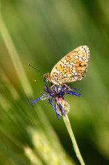 Butterfly on a violet against a green background