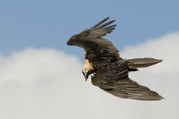 El quebrantahuesos volando