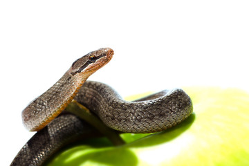 A snake coiled on an apple against a white background