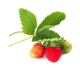 Strawberry with leaves