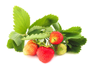 Strawberry with leaves
