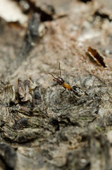 Ant on a bark macro