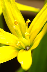 Bug on a wild yellow flower macro