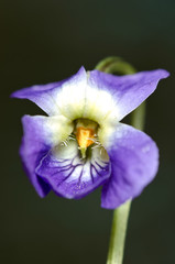 Spring violet flower against a dark background