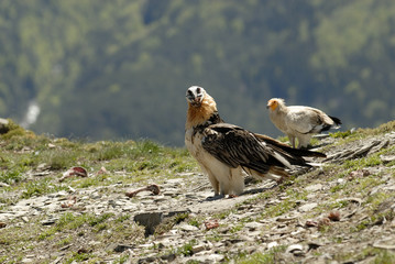 Alimoche y quebrantahuesos