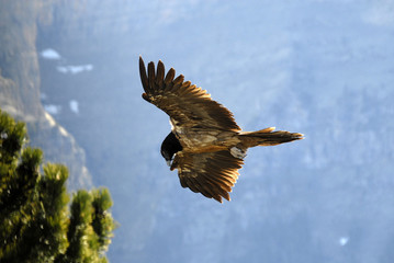 quebrantahuesos volando en el pirineos