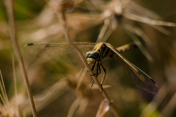A dragonfly on a strain of wheat