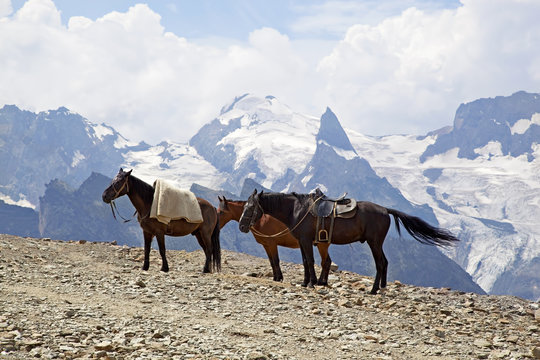 Horses on the mountain top, Karachay-Cherkess Republic