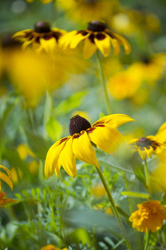 Fototapeta flower 4