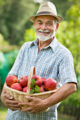 Gardener with a basket of ripe apples