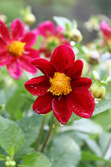 Beautiful flower (Dahlia variabilis) with water drops