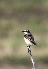 bird sitting on a branch of a dry grass