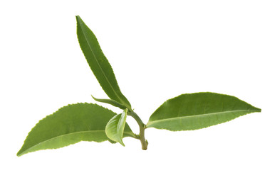 Tea branch