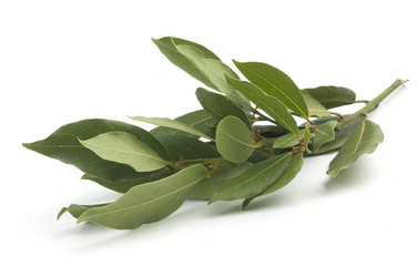 Bay leaf