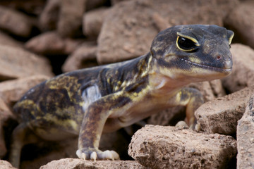 Clawed gecko / Holodactylus africanus