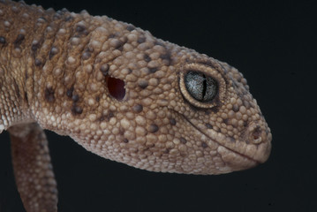 Taylor's Fat-tailed gecko / Hemitheconyx taylori