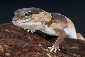 Fat-tailed gecko / Hemitheconyx caudicinctus