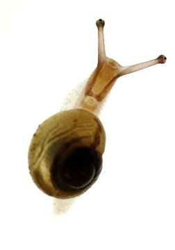 Junge Schnecke