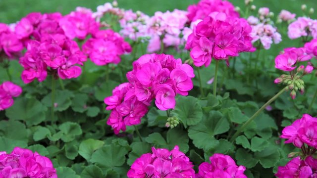 Rosa Blumen im Blumenbeet