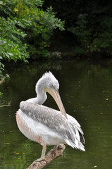 pelican