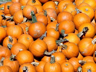 pumpkins