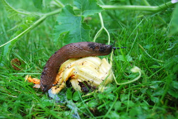 Ernteschäden