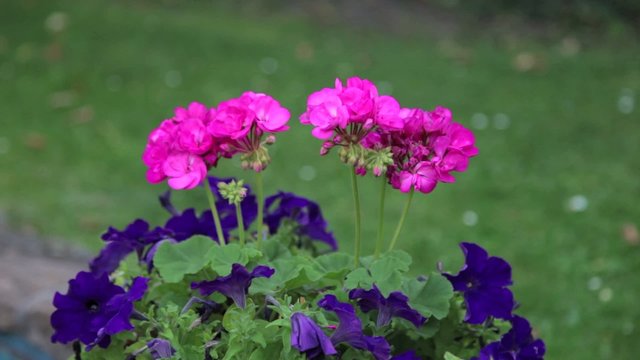 Deutsche Blumen im Garten