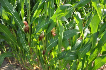 Culture du maïs dans l'Eure